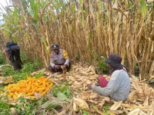 Dukung Ketahanan Pangan, Polsek Senggi dan Kelompok Tani ‘Satu Hati’ Gelar Panen Jagung dan Penanaman Padi di Keerom