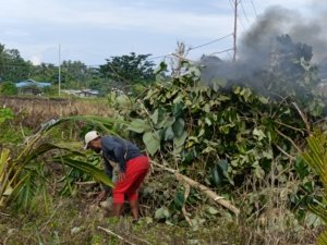 Wujud Nyata Kepedulian, Polsek Pantai Timur Perluas Kebun Ketahanan Pangan