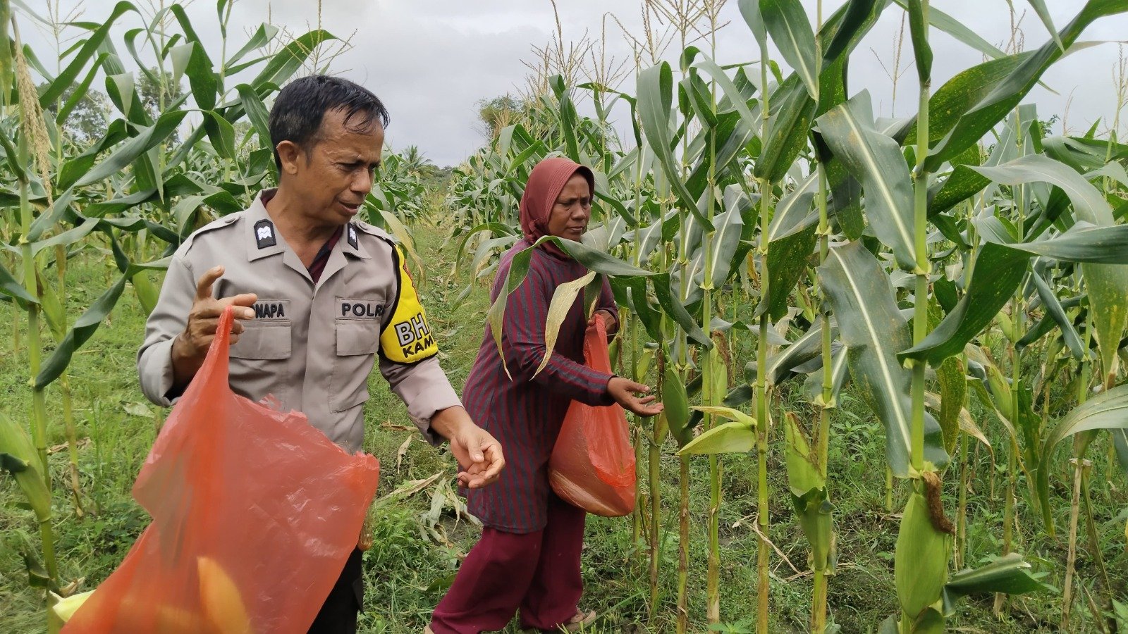 Bukan Hanya Jaga Keamanan, Polsek KPL Merauke Panen Jagung Manis dari Lahan P2L
