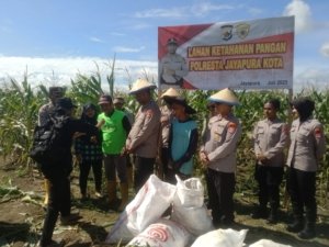 Kapolresta Jayapura Kota Pimpin Panen Jagung di Koya Barat, Dukung Ketahanan Pangan Lokal
