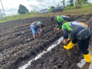 Polsek Merauke Kota Dukung Program Ketahanan Pangan melalui Penanaman Jagung