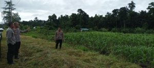 Kapolres Manokwari Selatan dan PJU Cek Lokasi Lahan Jagung, Pantau Potensi Pertanian