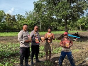 Polres Teluk Bintuni Berikan Bantuan Bibit Jagung Bertongkol Dua