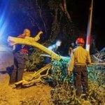 Sinergi Polri dan Masyarakat Bersihkan Pohon Tumbang di Belakang RS Bhayangkara