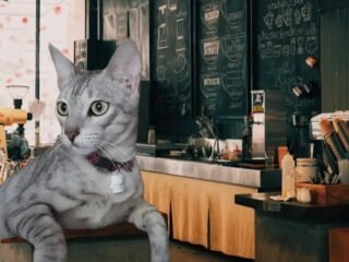 Kucing Bayi Terlantar di kota jayapura. Diadopsi oleh Wanita Baik Hati