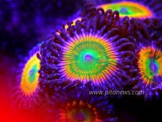 Kenali Super Flu Varian Baru, Simak Langkah yang Harus dan Jangan Dilakukan!