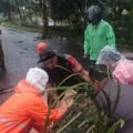 Bantu Tangani Pohon Tumbang Yang Menutupi Akses Jalan Utama, Koramil 1310-04/Dimembe Gerak Cepat