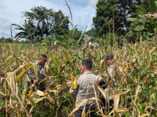 Polsek Sota Gelar Panen Raya Jagung Program Ketahanan Pangan di Kampung Sota