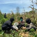 Polsek Merauke Kota Dukung Ketahanan Pangan, Panen Jagung di Kampung Semangga Jaya