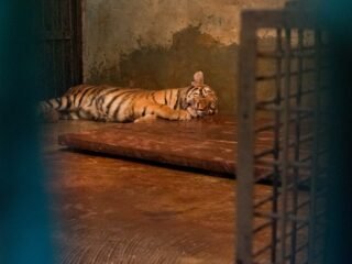 Anak Harimau di Kebun Binatang Bandung Mati Akibat Virus, Satu Ekor Lainnya Berangsur Membaik